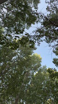 Bottom up view of tall poplar trees with vibrant green leaves swaying gently in the breeze. Sunlight filtering through the foliage