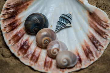 Still life of shells and artifacts shaped and returned by the sea © serfeo