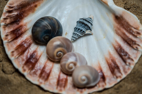 Still life of shells and artifacts shaped and returned by the sea