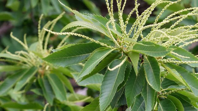 Chestnut tree in bloom during the summer and autumn seasons.