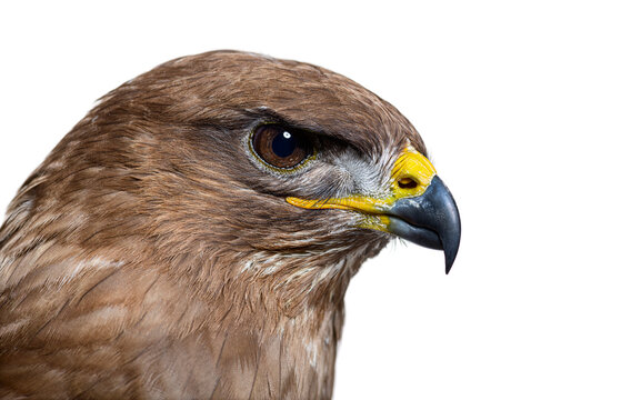 Common buzzard bird of prey close up headshot