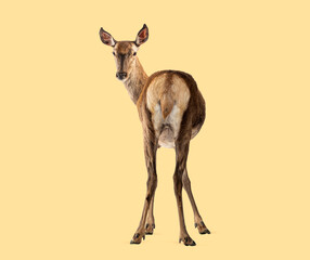 Naklejka premium Female red deer turning head looking back