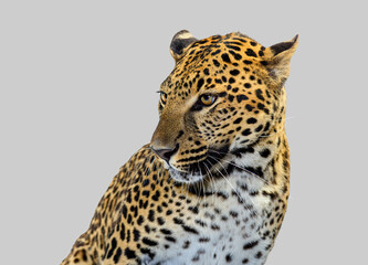 Fototapeta premium Leopard head looking sideways showing beautiful fur