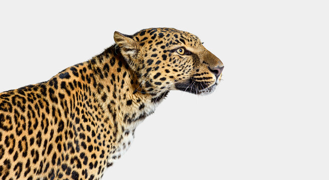 Leopard head and body profile looking right