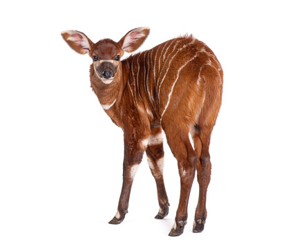 Young bongo, tragelaphus eurycerus, one month old bongo antelope calf standing looking at viewer
