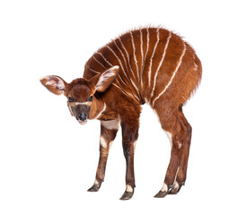 Naklejka premium Young bongo, tragelaphus eurycerus, one month old young bongo calf standing on white background