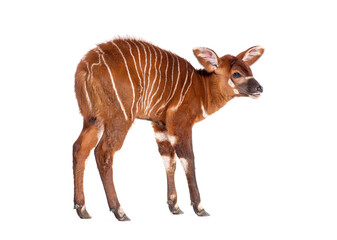Naklejka premium Young bongo, tragelaphus eurycerus, one month old young mountain bongo standing on white background