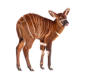 Naklejka premium Young bongo, tragelaphus eurycerus, one month old bongo calf displaying unique stripes on white background