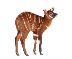 Naklejka premium Young bongo, tragelaphus eurycerus, one month old eastern bongo calf standing white background