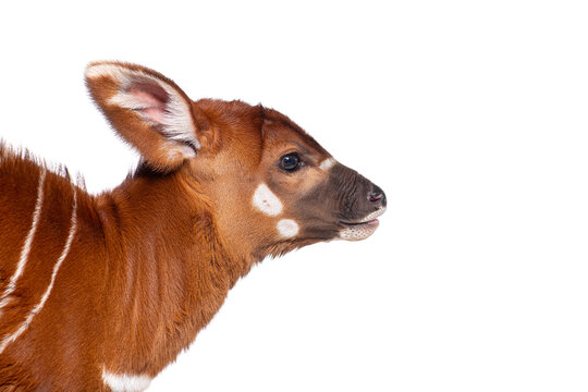Young bongo, tragelaphus eurycerus, one month old young bongo antelope calf on white background
