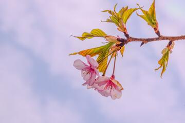 sakura © HIRO