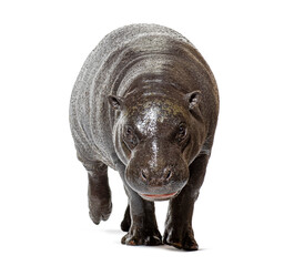 Naklejka premium Pygmy hippopotamus one year old walking forward
