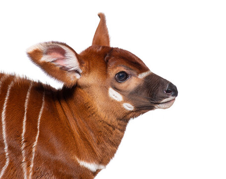 Young bongo, tragelaphus eurycerus, one month old bongo calf displaying distinctive coat pattern against white