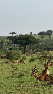 Impala Herd Resting on Green Meadow with Giraffes Walking in Savanna
