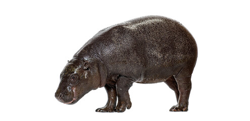 Naklejka premium Pygmy hippopotamus standing on a white background