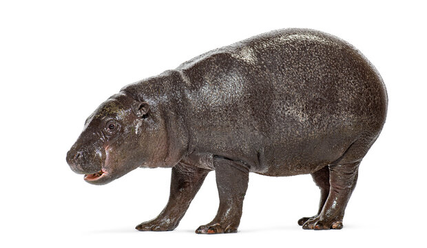 One year old pygmy hippo walking, showing wet skin texture