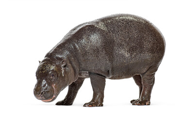 Naklejka premium Pygmy hippo choeropsis liberiensis standing on white background