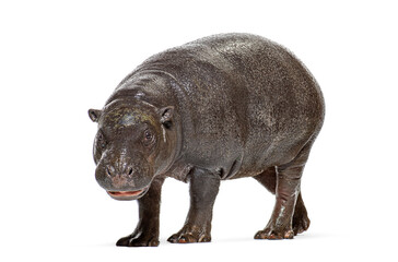 Naklejka premium Pygmy hippopotamus looking forward, one year old baby animal