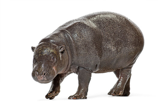 Pygmy hippo calf walking on white background