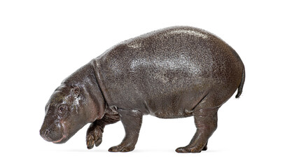 Naklejka premium Pygmy hippopotamus choeropsis liberiensis walking on white background