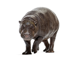 Naklejka premium Pygmy hippopotamus one year old walking forward