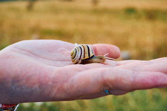 Macro shot of a striped snail on a hand in warm light
