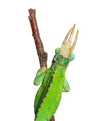 Naklejka premium Jackson's horned chameleon perching on a brown stick