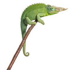 Jackson's chameleon green reptile climbing branch © Eric Isselée