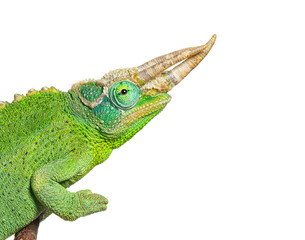 Naklejka premium Jackson's horned chameleon male showing impressive horns