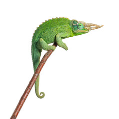 Naklejka premium Jackson's horned chameleon perching on stick looking forward