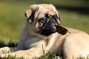 Adorable pug puppy 8 weeks old playing with a leaf.  © beth