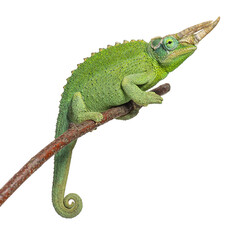 Jackson's chameleon perching on branch with transparent background © Eric Isselée