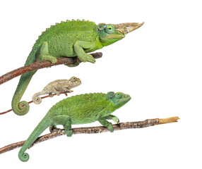 Jackson's chameleon family climbing branches on white background © Eric Isselée