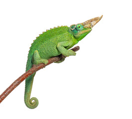 Jackson's horned chameleon perching on branch with horns © Eric Isselée