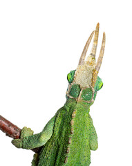 Naklejka premium Jackson's horned chameleon peeking from branch