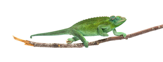 Naklejka premium Jackson's horned chameleon female resting on a branch