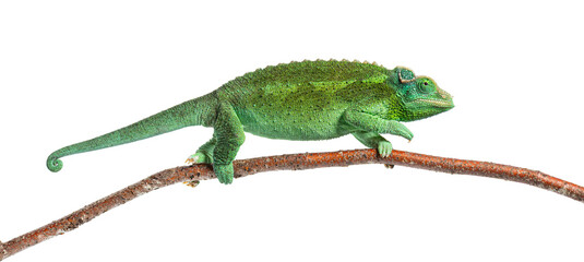 Jackson's horned chameleon female climbing a branch © Eric Isselée