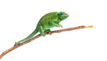 Naklejka premium Green jackson's horned chameleon female climbing branch