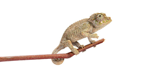 Young jackson's horned chameleon perching on branch © Eric Isselée