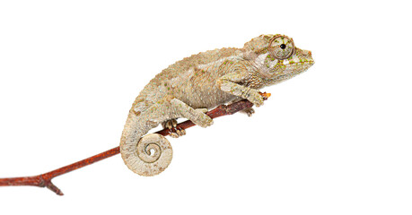 Jackson's horned chameleon baby perched on branch © Eric Isselée