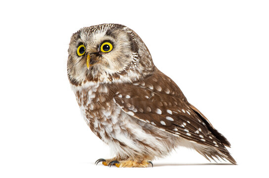 Boreal owl standing on white background looking forward