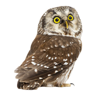 Boreal owl looking at camera with yellow eyes