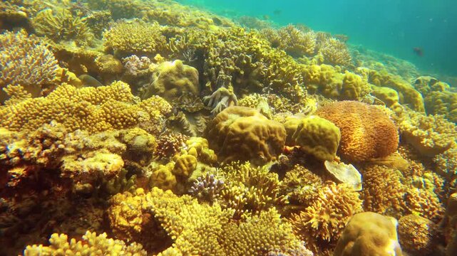  underwater view of various finger branching Staghorn corals covered with pair of foxface rabbitfish in the water with crowd of scissortail sergeant fishes at Siete Pecados Marine Park Coron Philippin