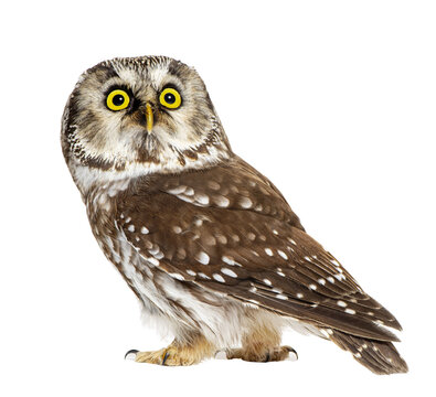 Boreal owl looking alert with big yellow eyes