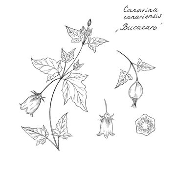 Hand drawn sketch of Erythrina fusca is a species of flowering tree in the legume family, Fabaceae. purple coraltree, gallito, bois immortelle, bucayo, bucacaro