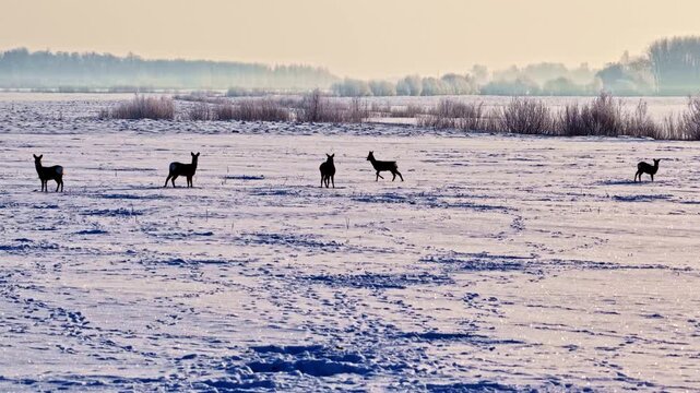 Aerial view of a group of deer standing in a vast snow-covered field during winter in Latvia.