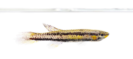 Fototapeta premium Congo tetra phenacogrammus interruptus swimming in aquatic environment