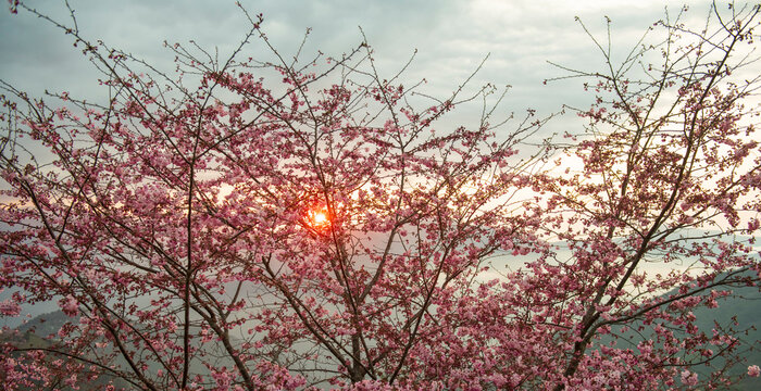 Cherry Blossoms Framing Glowing Sunset Over Misty Hills