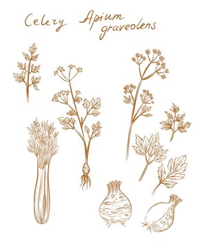 Hand drawn sketch of  Celery, Apium graveolens, on white background