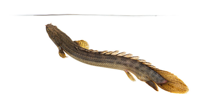 Polypterus bichir swimming in freshwater with clean background